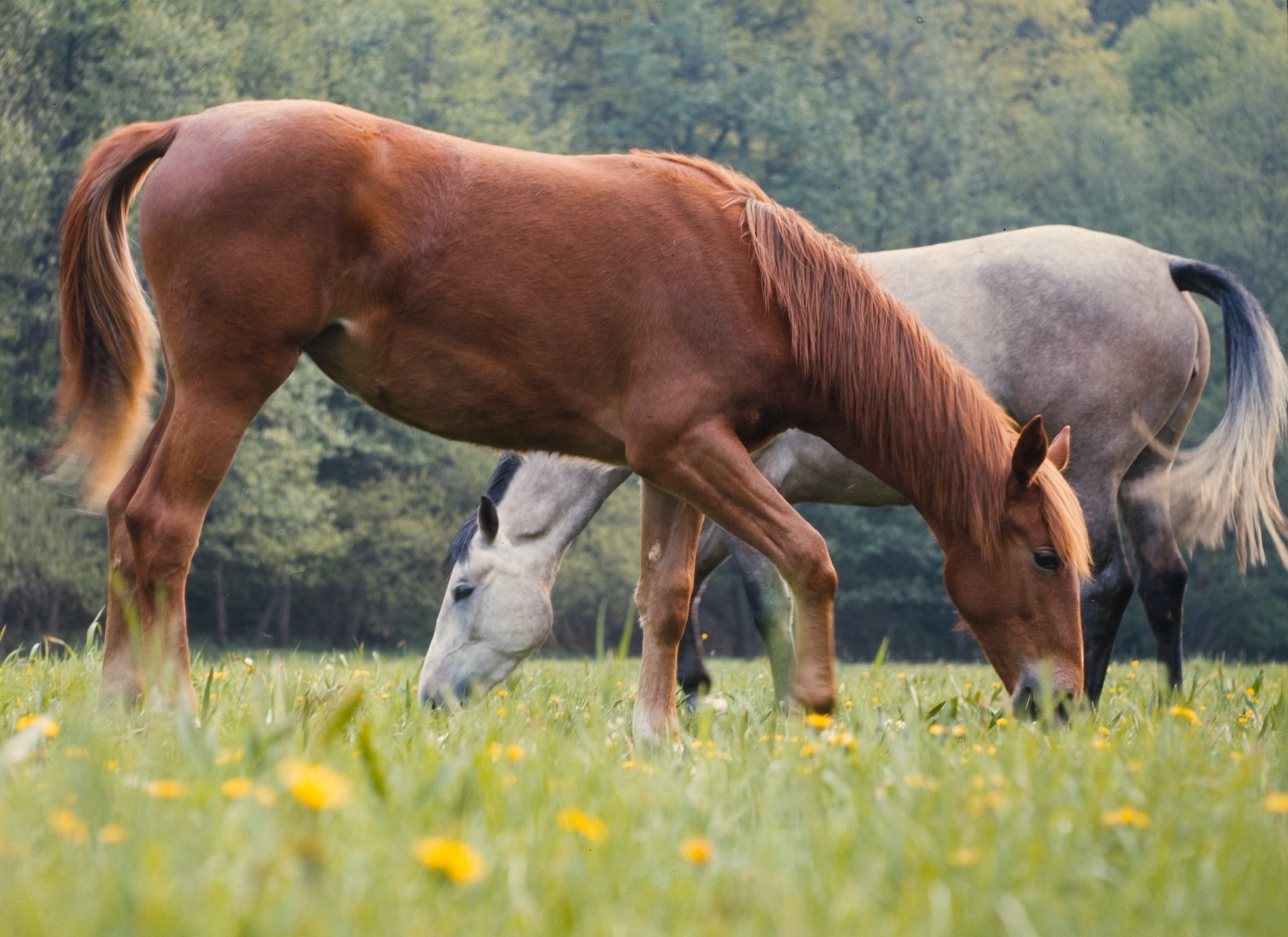 What Is Better: To Place Wagers on Horse Racing or Sports?